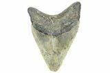 Fossil Megalodon Tooth - North Carolina #363721-1